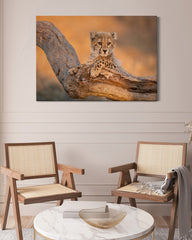 After Hover: Geparden-Baby