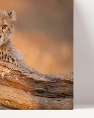 After Hover: Geparden-Baby