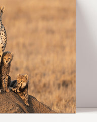 After Hover: Geparden-Familie