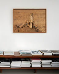 After Hover: Geparden-Familie