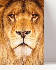 After Hover: Löwe - Nahaufnahme