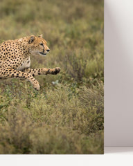 After Hover: Rennender Gepard