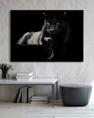 After Hover: Schwarzer Panther auf schwarzem Hintergrund