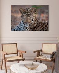 After Hover: Leopard - Nahaufnahme