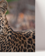 After Hover: Leopard - Nahaufnahme