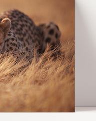 After Hover: Anpirschender Gepard