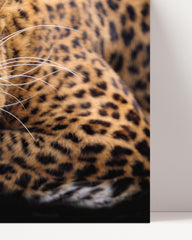 After Hover: Fauchender Leopard