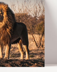 After Hover: Löwe in afrikanischer Steppe