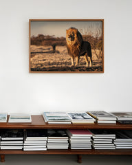 After Hover: Löwe in afrikanischer Steppe