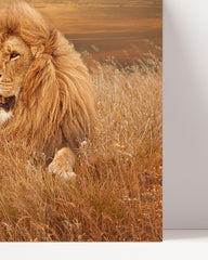 After Hover: Löwe in der Savanne