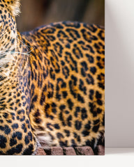 After Hover: Liegender Leopard