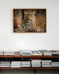 After Hover: Liegender Leopard