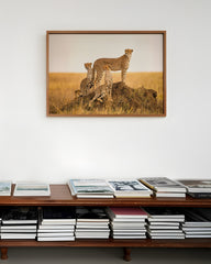 After Hover: Afrika - Geparden in der Gruppe