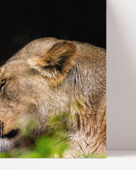 After Hover: Löwen Paar - Afrika Wildtier Fotografie