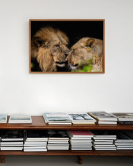 After Hover: Löwen Paar - Afrika Wildtier Fotografie
