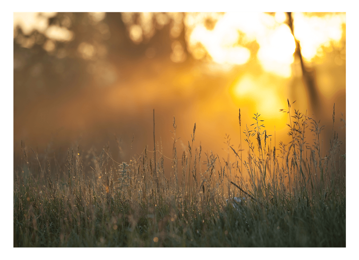 Sonnenstrahlen auf einer Wiese
