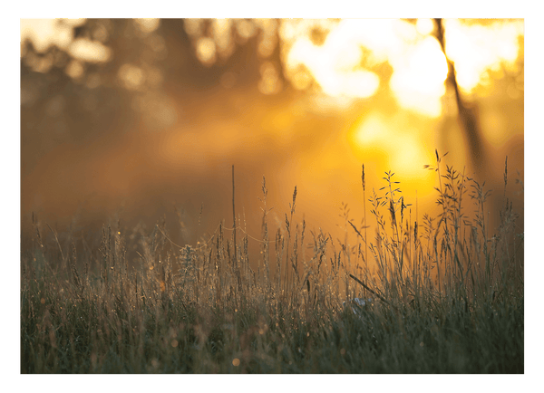 Sonnenstrahlen auf einer Wiese