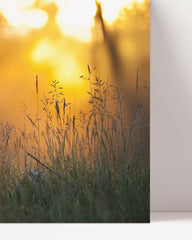 After Hover: Sonnenstrahlen auf einer Wiese