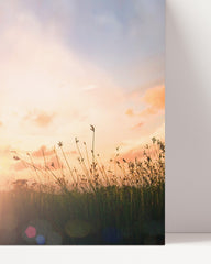 After Hover: Sonnenstrahlen auf einer Wiese