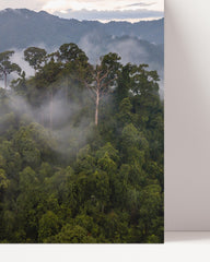 After Hover: Nebellandschaft