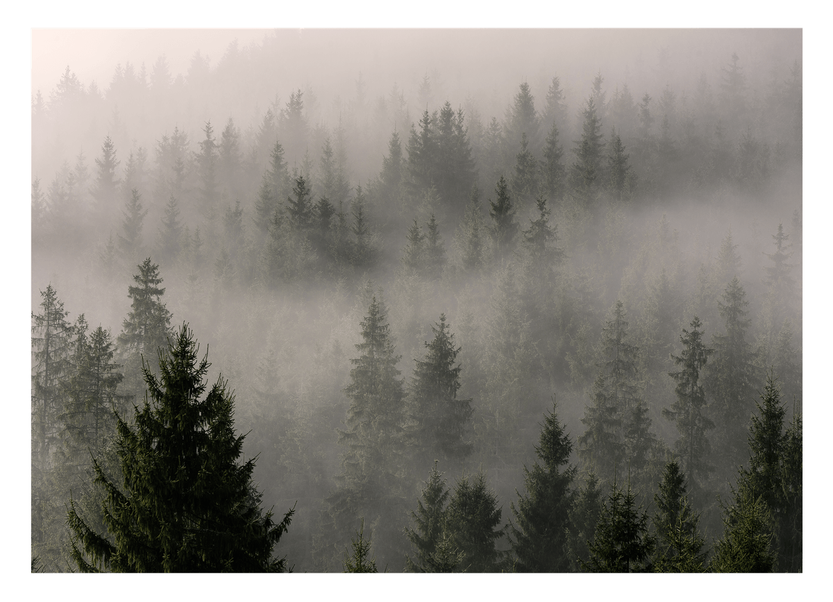 Wald im Nebel
