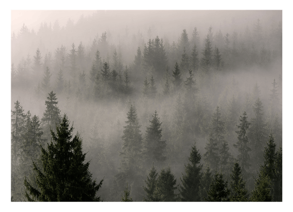 Wald im Nebel