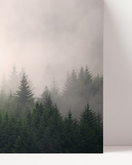 After Hover: Bäume im Nebel