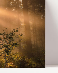 After Hover: Morgendämmerung im Wald