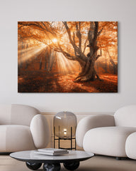 After Hover: Sonnenstrahlen im Wald