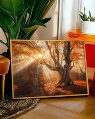 After Hover: Sonnenstrahlen im Wald