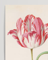 After Hover: Jacob Marrel - Rot-Weiße Tulpen