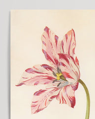 After Hover: Jacob Marrel - Rot-Weiße Tulpen mit Schmetterling