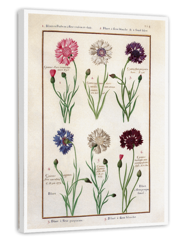 Eine Übersicht blühender Blumen