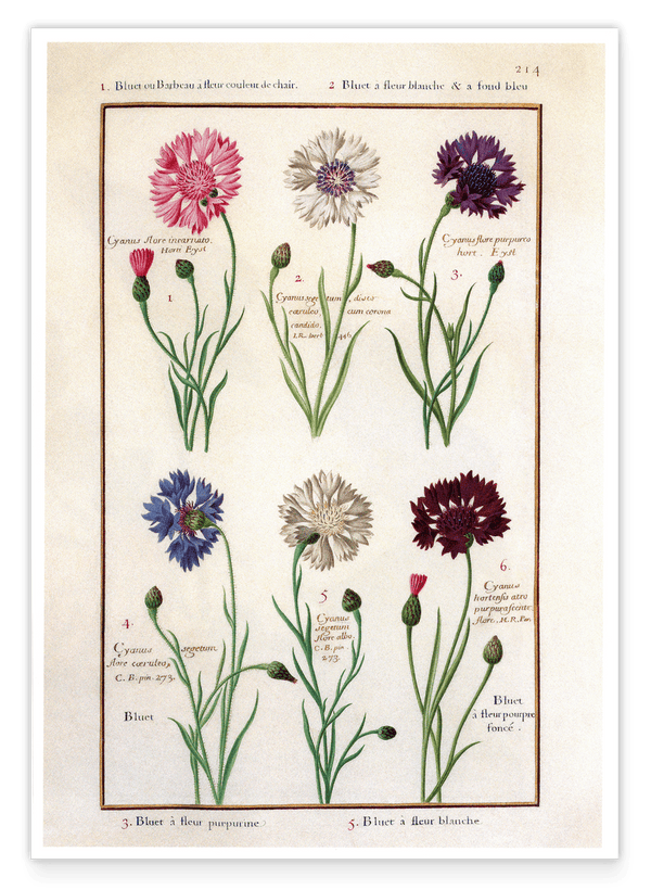 Eine Übersicht blühender Blumen