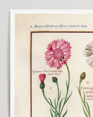 After Hover: Eine Übersicht blühender Blumen