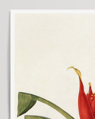 After Hover: Musa Coccinea - Rote Zwergbanane