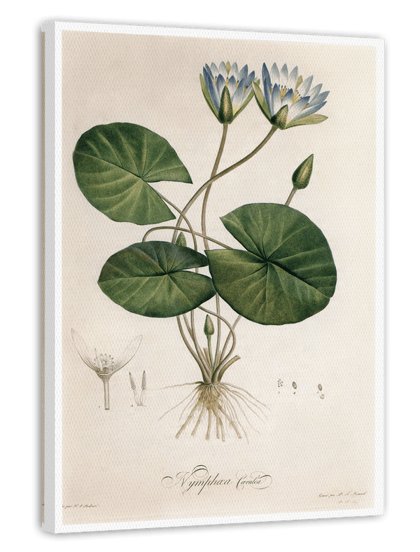 Nymphaea Caerulea - Blauer Lotus