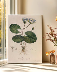 After Hover: Nymphaea Caerulea - Blauer Lotus