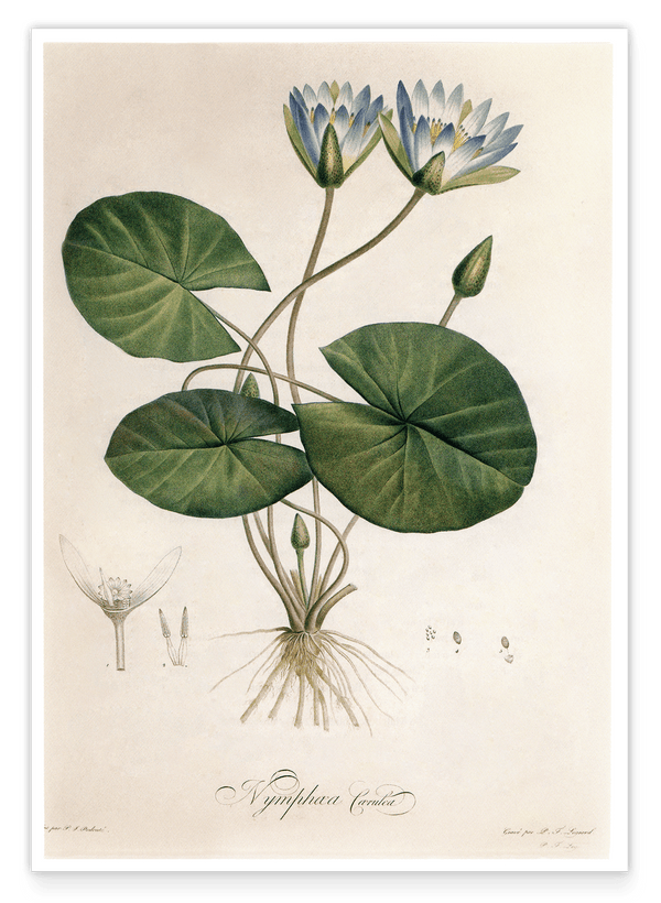 Nymphaea Caerulea - Blauer Lotus