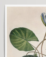 After Hover: Nymphaea Caerulea - Blauer Lotus