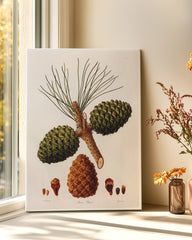 After Hover: Pinus Pinea - Pinie