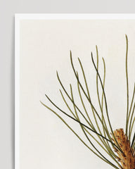 After Hover: Pinus Pinea - Pinie