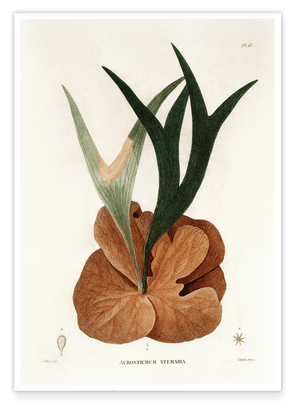 Acrostichum Stemaria - Mangroven Farn