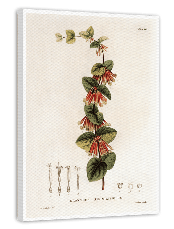 Loranthus Sessilifolius - Eichenmistel