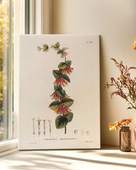 After Hover: Loranthus Sessilifolius - Eichenmistel