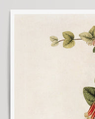 After Hover: Loranthus Sessilifolius - Eichenmistel