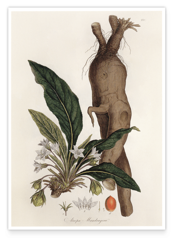 Atropa Mandragora - Gemeine Alraune