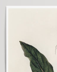 After Hover: Atropa Mandragora - Gemeine Alraune