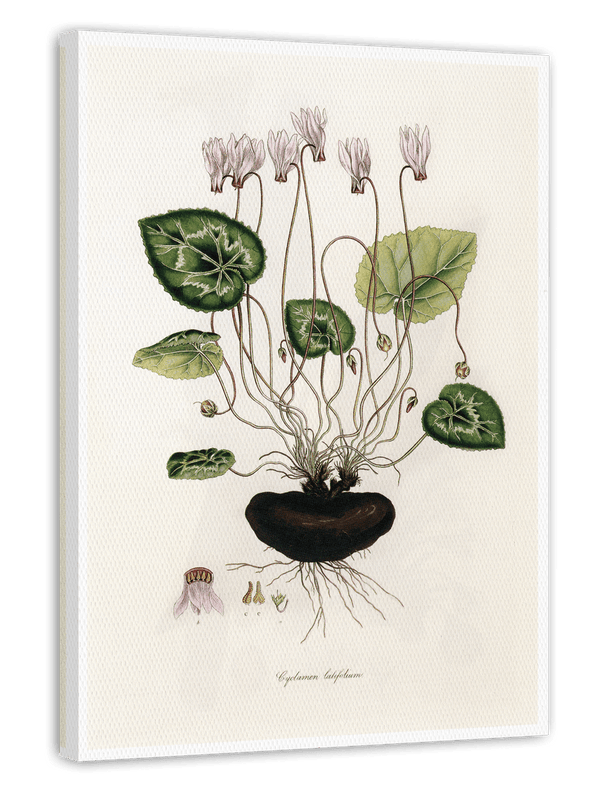 Cyclamen Latifolium - Alpenveilchen
