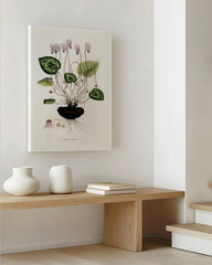 After Hover: Cyclamen Latifolium - Alpenveilchen